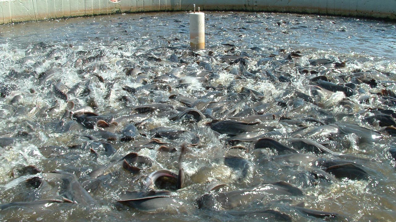 Fish.jpg